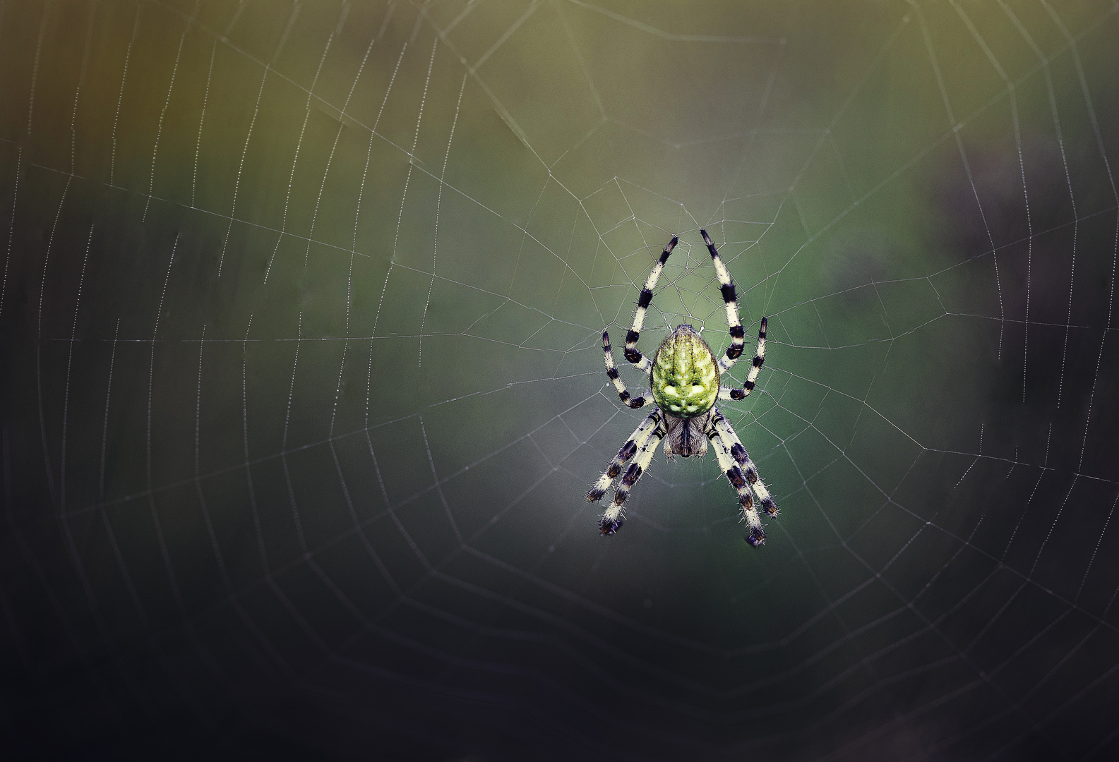 Araneus quadratus