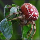 Araneus quadratus