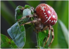 Araneus quadratus