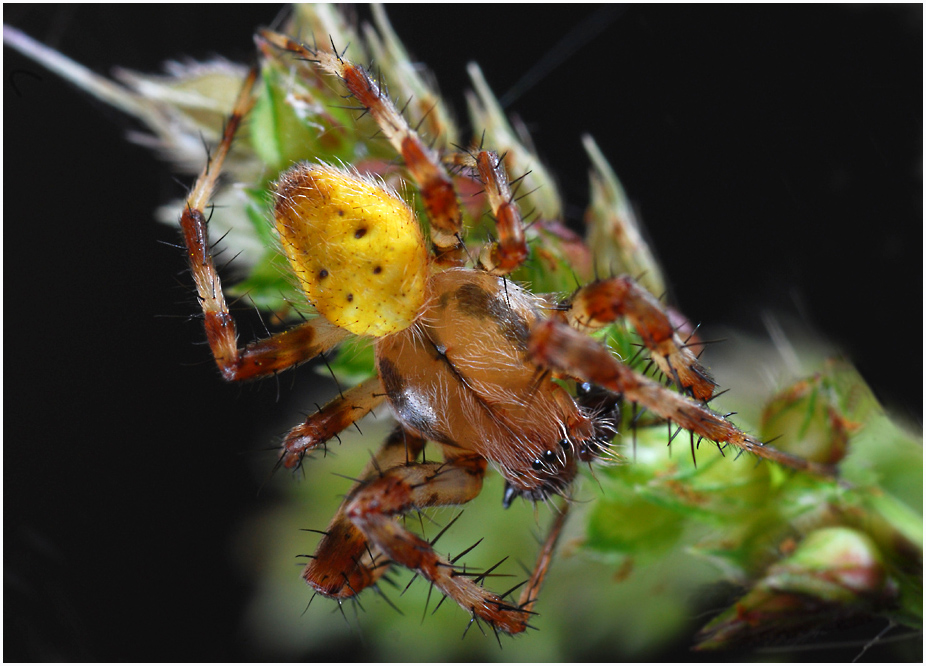 Araneus quadratus