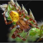 Araneus quadratus