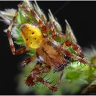 Araneus quadratus