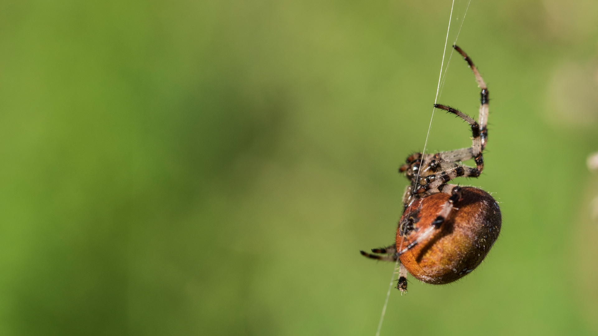 Araneus quadratus