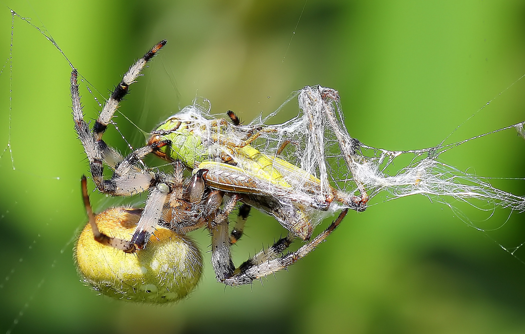 Araneus quadratus   &  Chorthippus parallelus