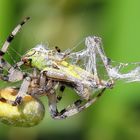 Araneus quadratus   &  Chorthippus parallelus