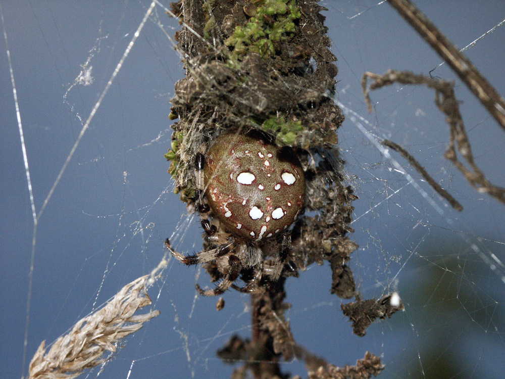 Araneus quadratus ?