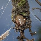 Araneus quadratus ?