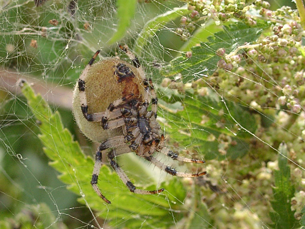 Araneus quadratus