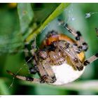 Araneus quadratus Frontal