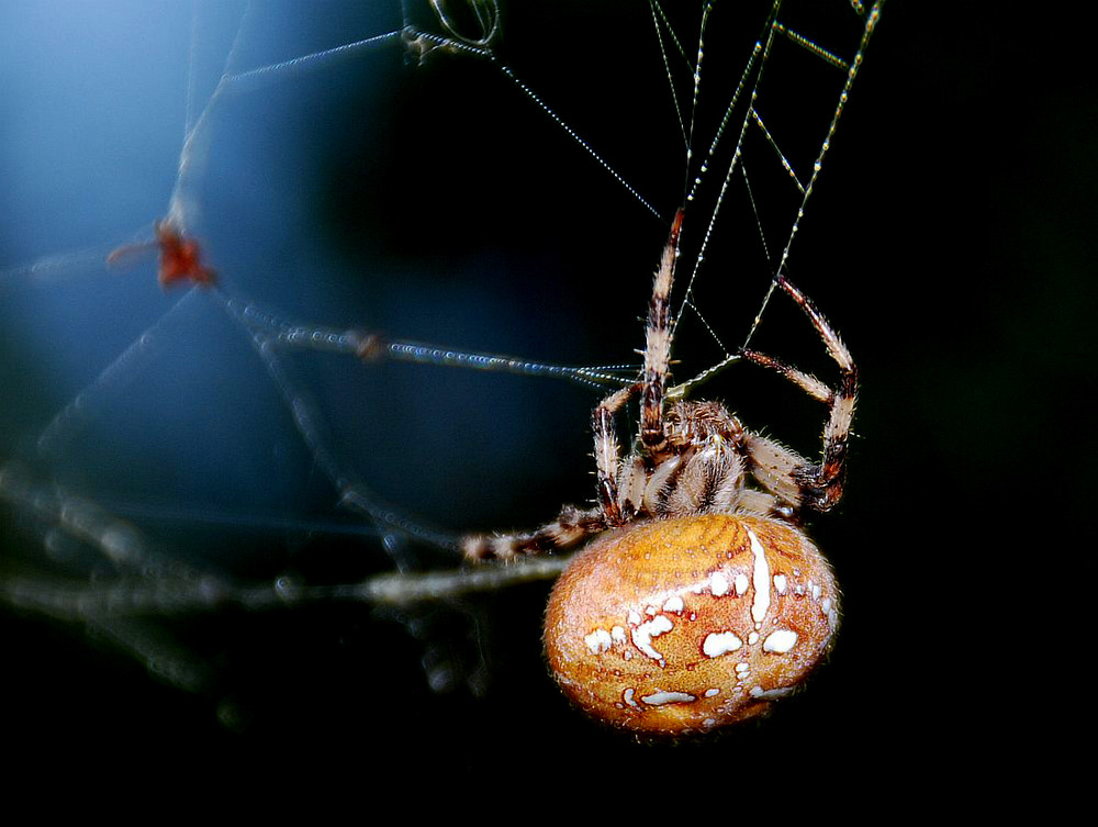 Araneus quadratus in orange Foto & Bild tiere, wildlife, spinnen