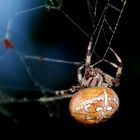 Araneus quadratus in orange