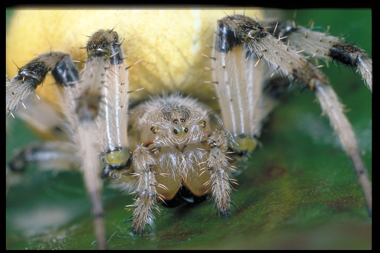 Araneus quadratus Portrait