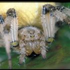 Araneus quadratus Portrait