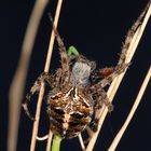 Araneus sp.