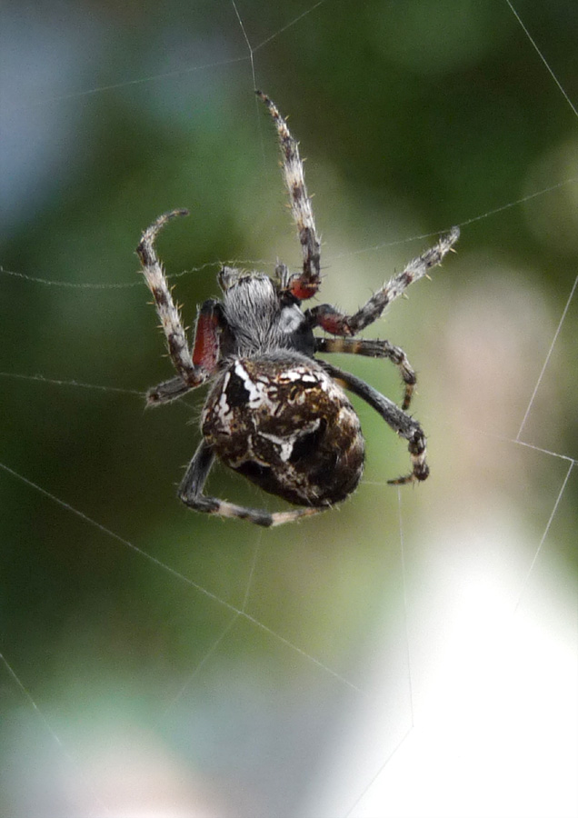 Araneus spec ex tenerife(Kreuzspinne)