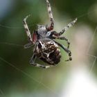 Araneus spec ex tenerife(Kreuzspinne)