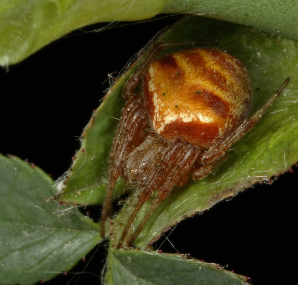 Araneus triguttatus/Araneus sturmi