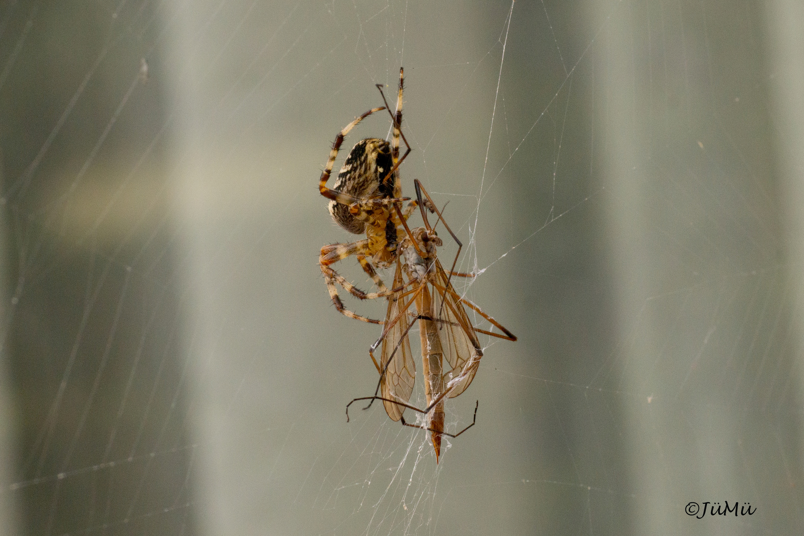 Araneus_1