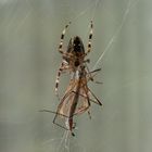 Araneus_2