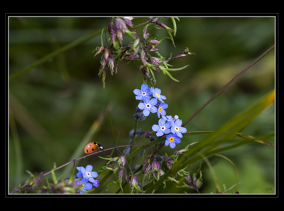 Arangement der Natur