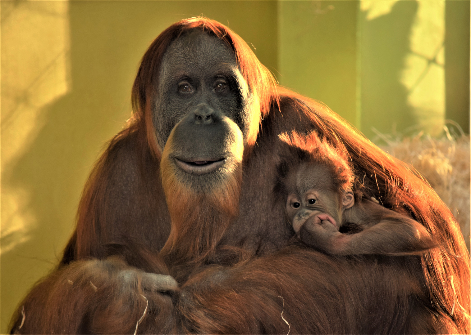 Arangutan , zoológico Munich