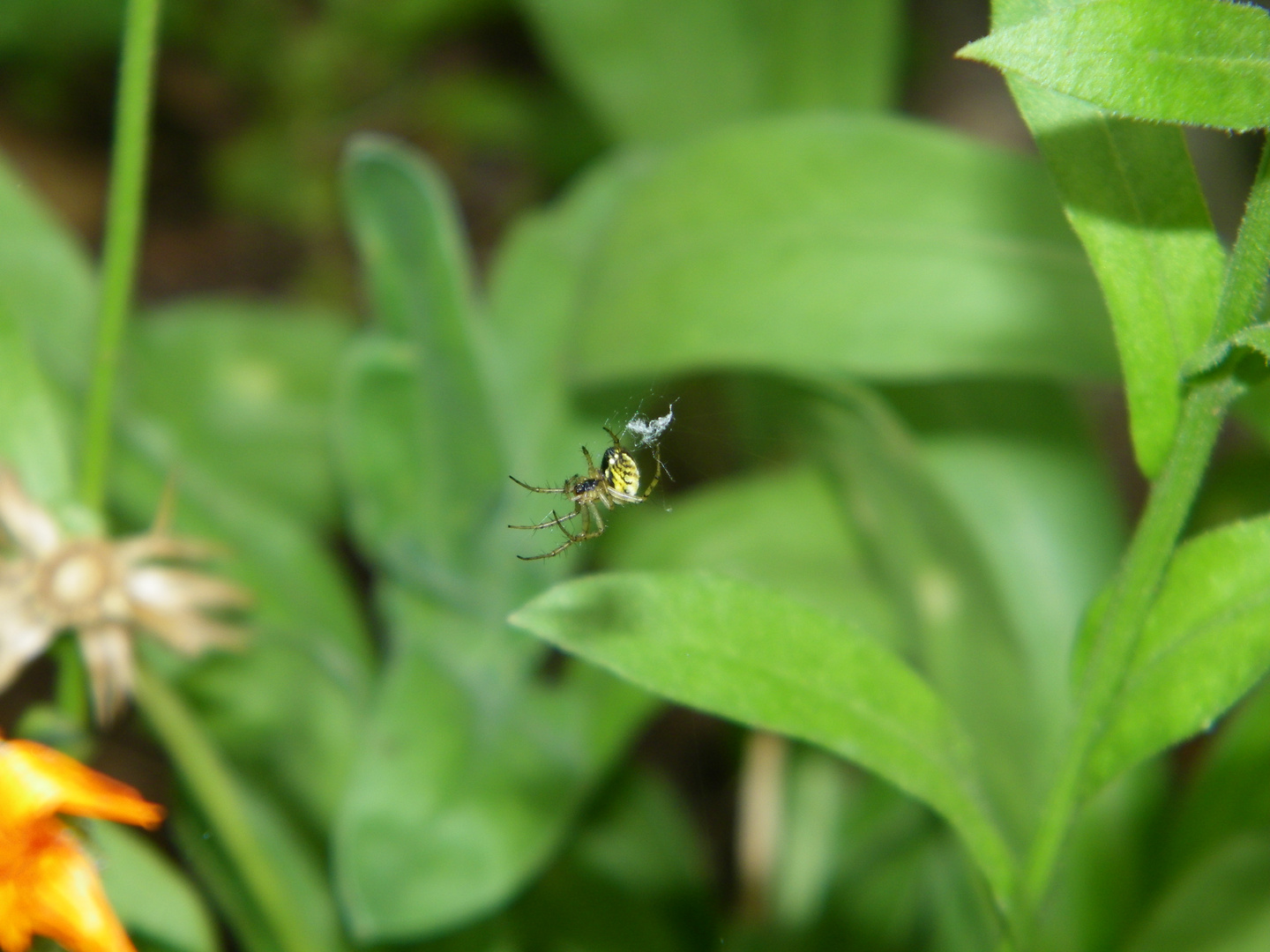 aranha