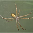 Aranha - I