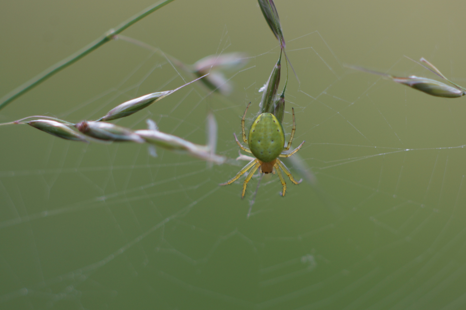 Araniella cf. cucurbitina  Kürbisspinne 