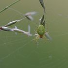 Araniella cf. cucurbitina  Kürbisspinne 