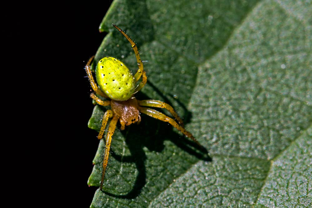 Araniella cucurbitina