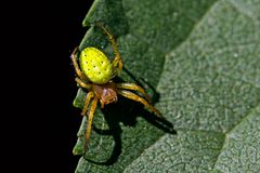 Araniella cucurbitina