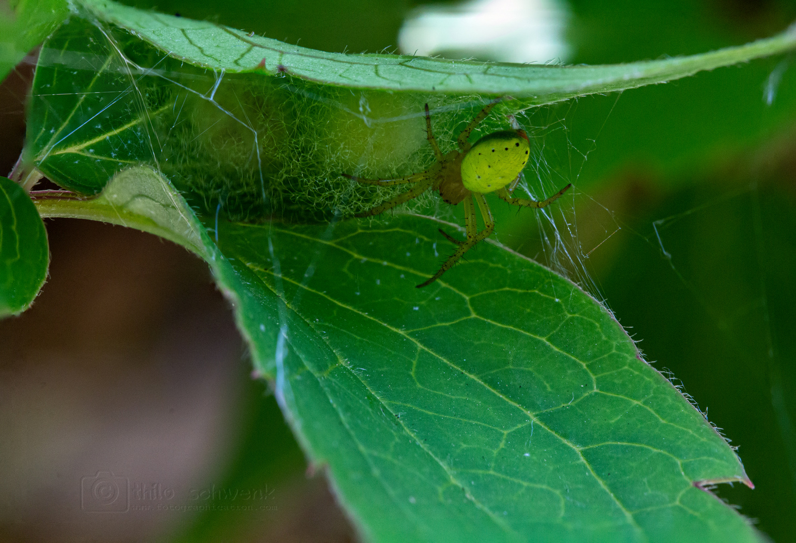 araniella cucurbitina - (2) mit ihren Kokons