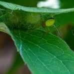 araniella cucurbitina - (2) mit ihren Kokons