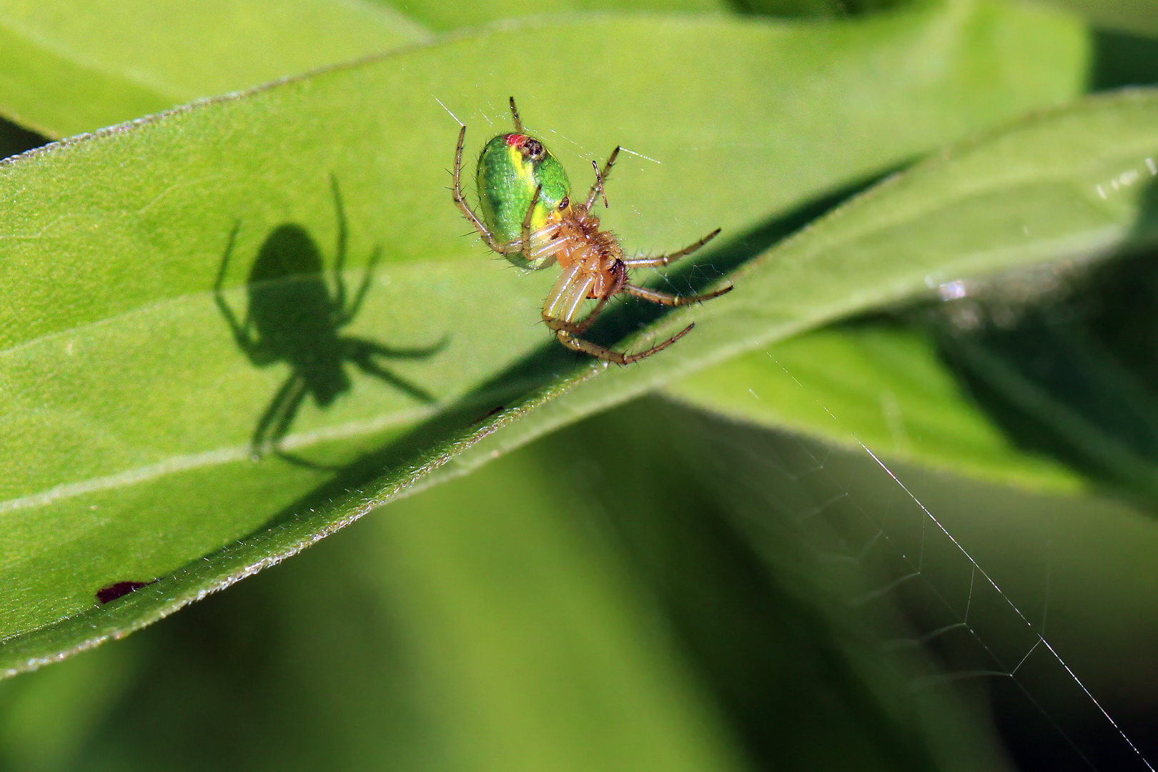 Araniella cucurbitina