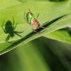 Araniella cucurbitina