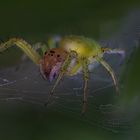 araniella cucurbitina - (3) Großaufnahme