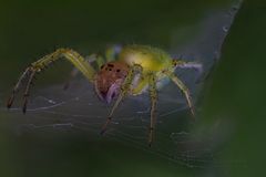 araniella cucurbitina - (3) Großaufnahme