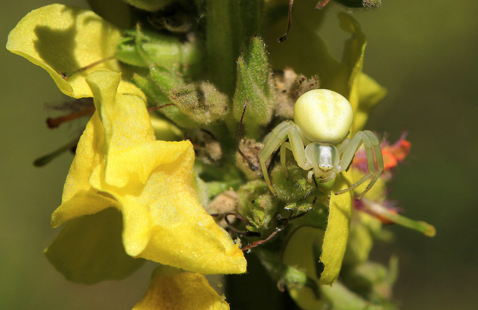 Araniella cucurbitina