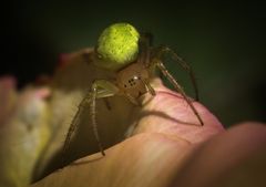 Araniella cucurbitina