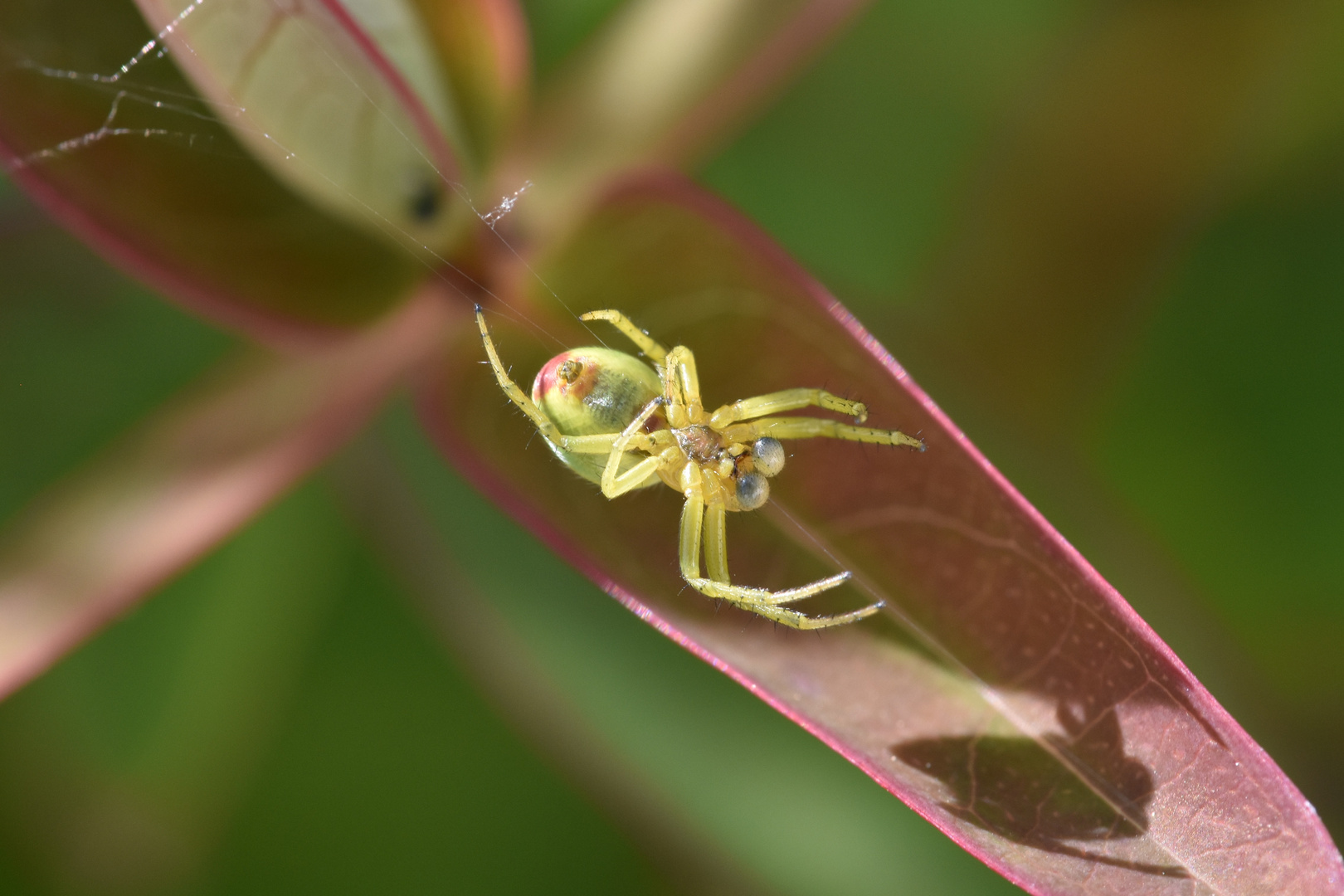 Araniella Cucurbitina