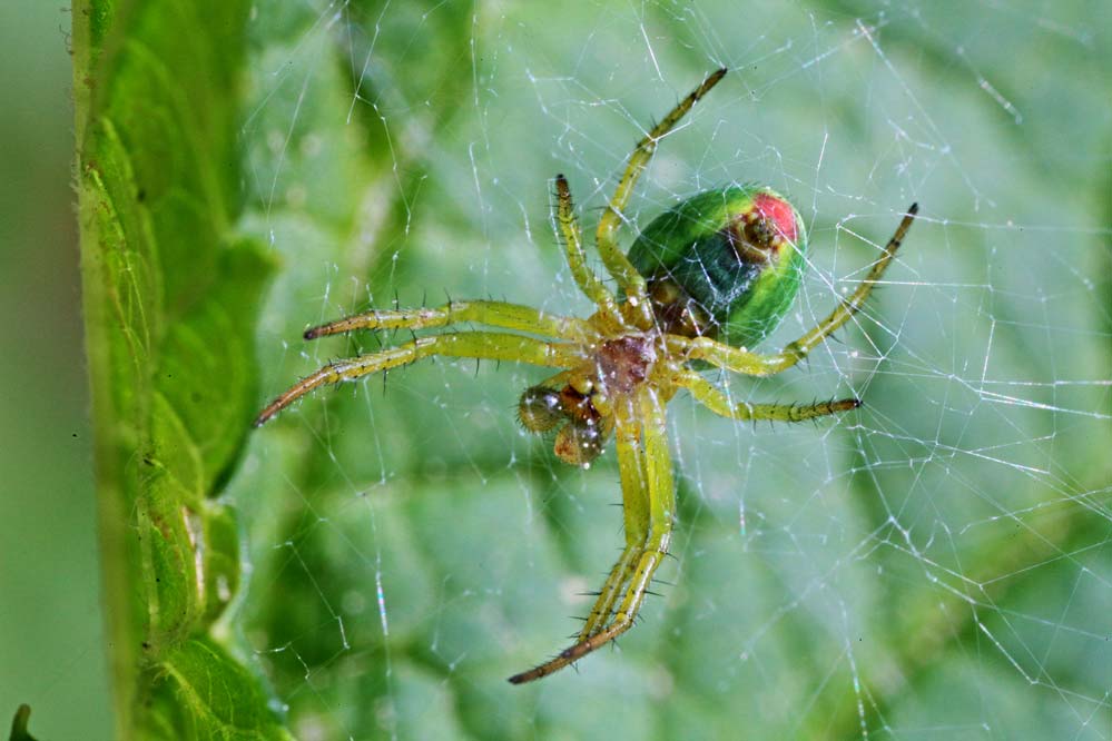 Araniella cucurbitina