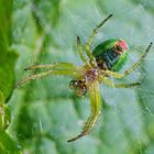 Araniella cucurbitina