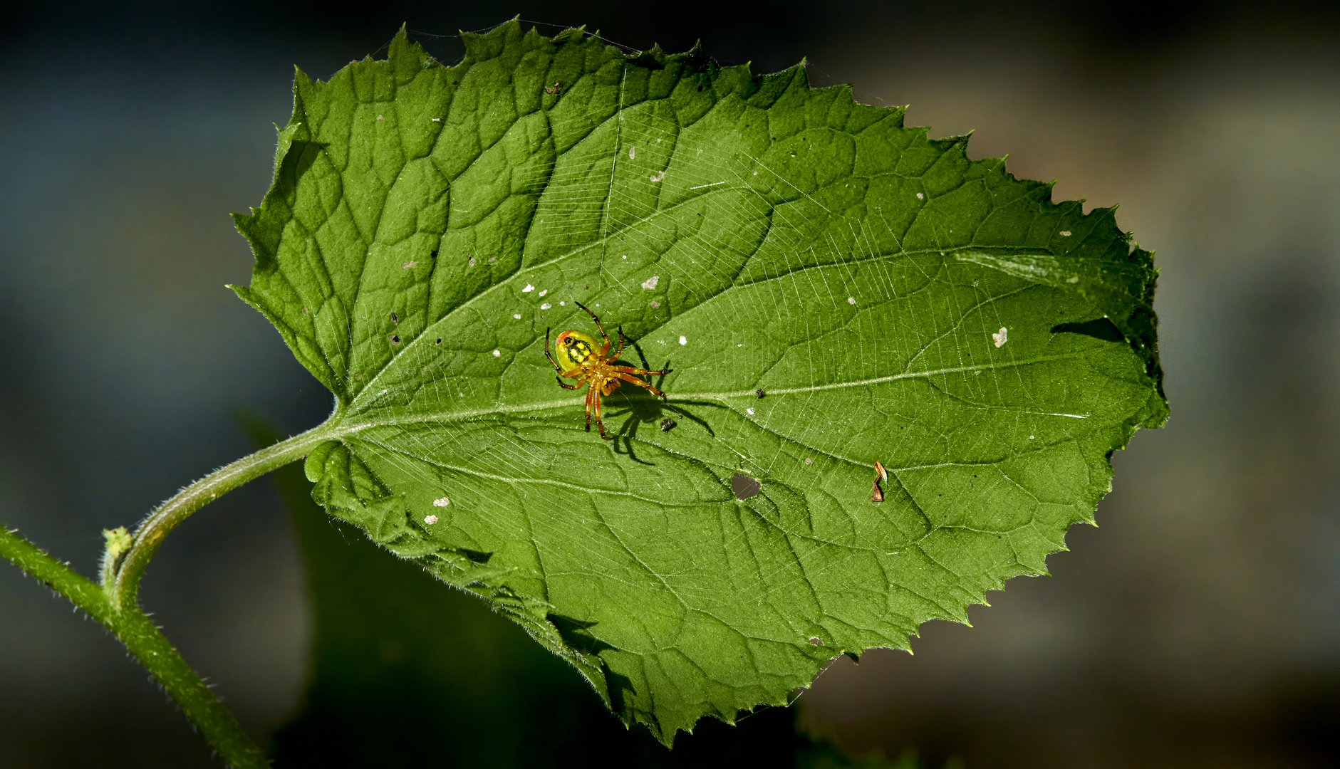 Araniella cucurbitina