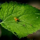 Araniella cucurbitina