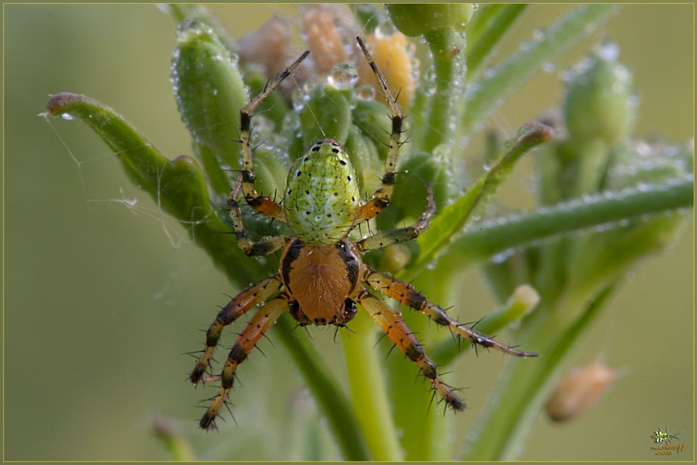 Araniella cucurbitina (Clerck 1758)