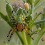 Araniella cucurbitina (Clerck 1758)