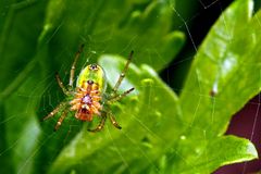 Araniella cucurbitina