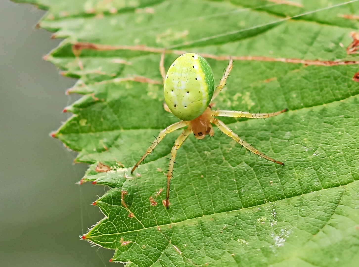 Araniella cucurbitina