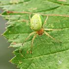 Araniella cucurbitina