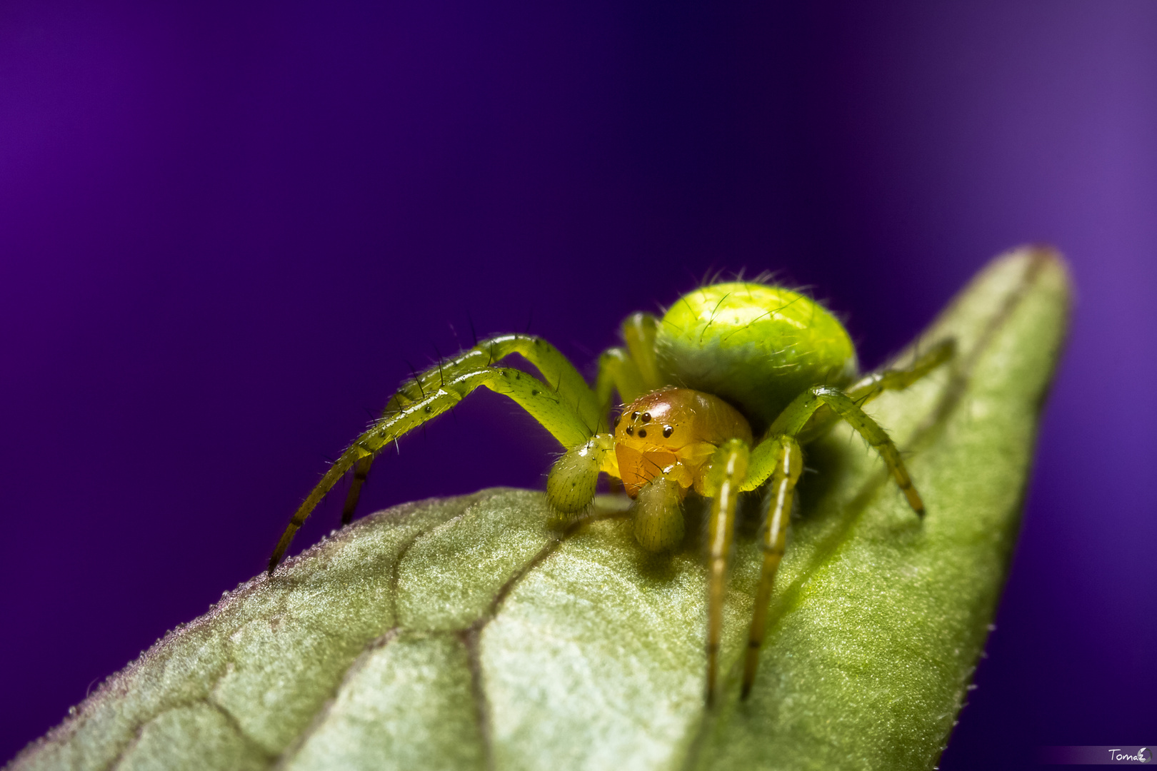 Araniella cucurbitina